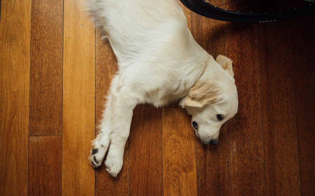In 5 stappen je hond alleen laten
