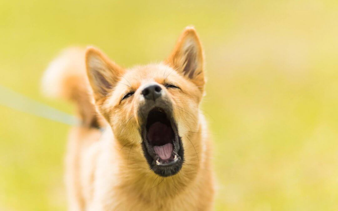 Blaft mijn hond als ik weg ben? (en oplossing)