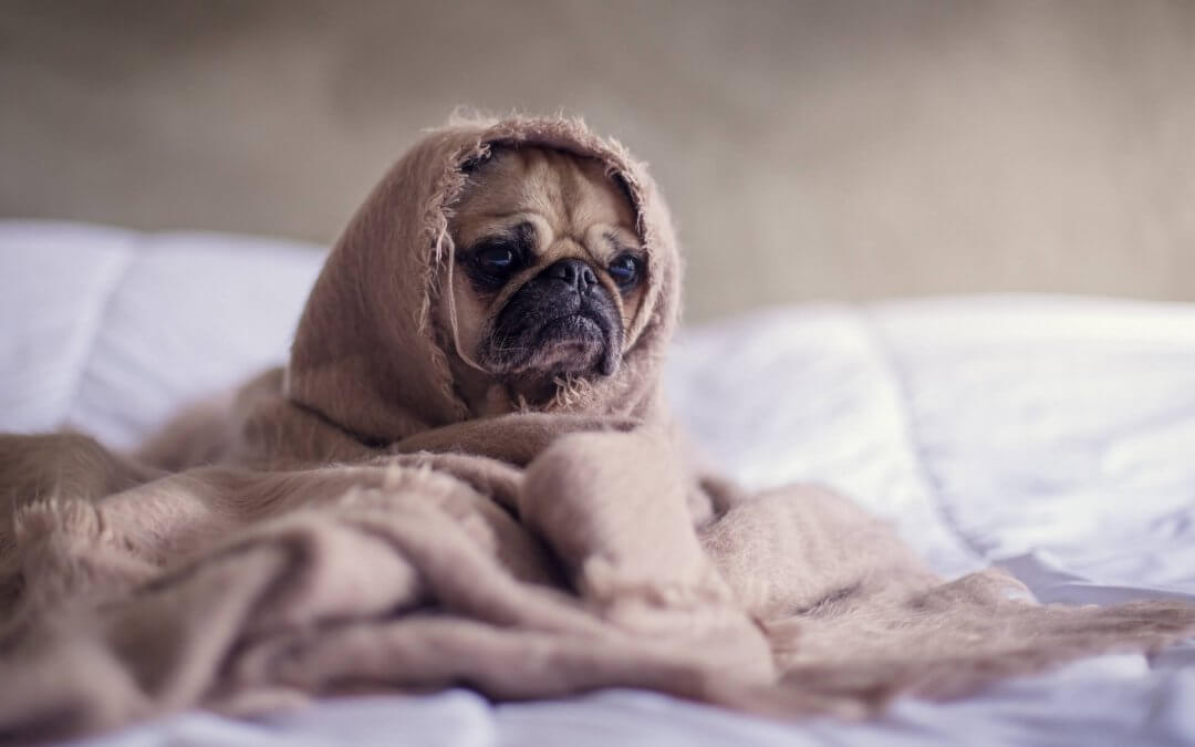 Heeft mijn hond verlatingsangst?