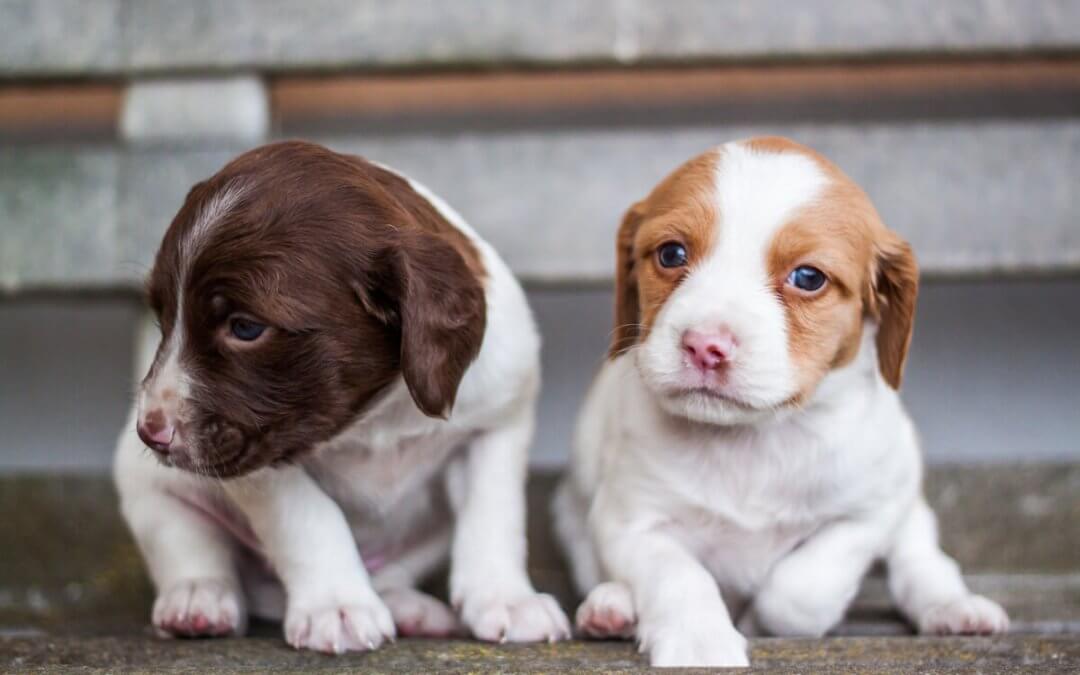 Hoe houd je een honden nest in de gaten?