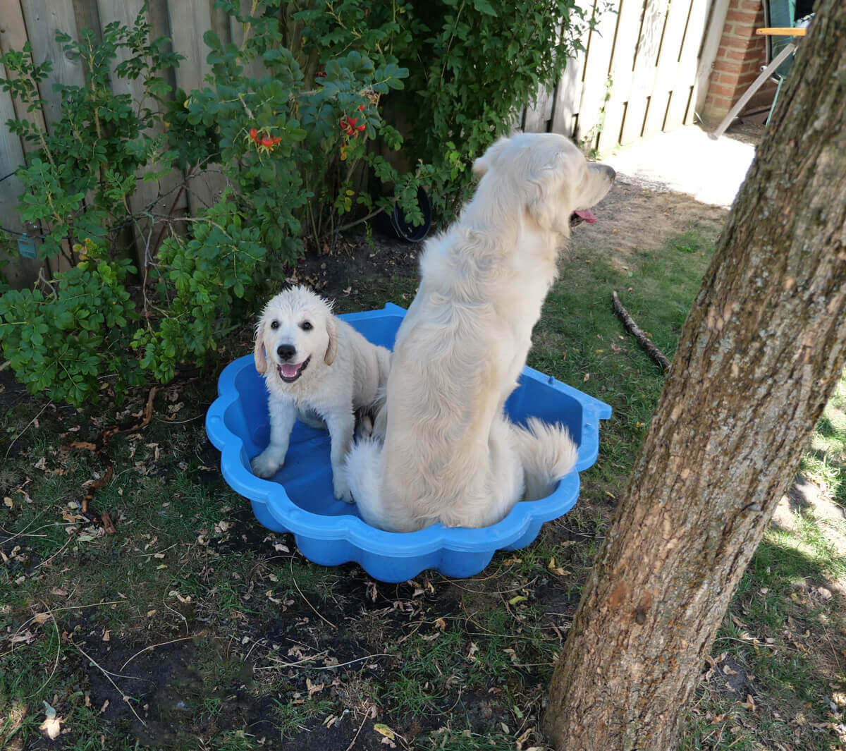 Verschrikking Verrassend genoeg Notebook Top 4 zwembaden voor honden - Hondencamera